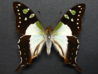 Graphium macleayanus macleayanus - Adult